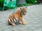 Із 1 до 10 кілограмів: як у луцькому зоопарку росте тигреня Тріша