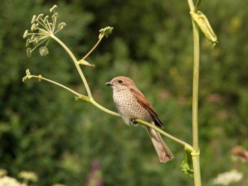 Волинський фотограф «упіймав» грайливу пташку. ФОТО