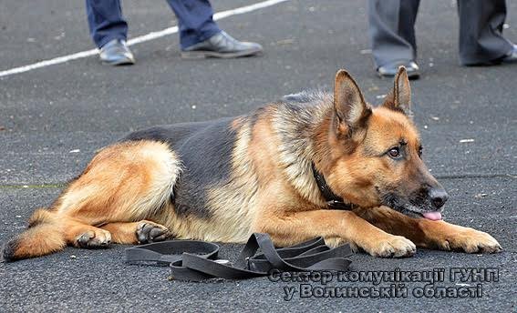Луцькі школярі ознайомились з роботою поліцейських. ФОТО. ВІДЕО