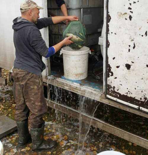 У річку Турію запустили сотні кілограмів риби