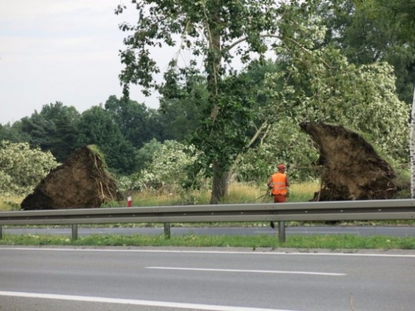 Буревій у Польщі повиривав із корінням дерева та вбив людину. ФОТО