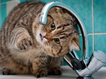 Мешканці мікрорайону у Луцьку сидять без холодної води