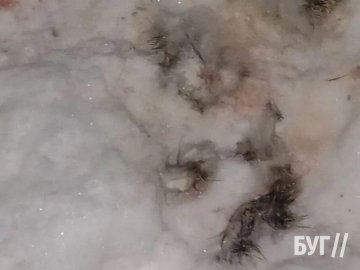 Екологи: у лісі на Волині у петлях браконьєрів гинуть тварини