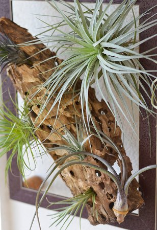 Бананове дерево, екзотичні пальми, фікуси, маракуї: у волинській школі учні створили зимовий сад. ФОТО