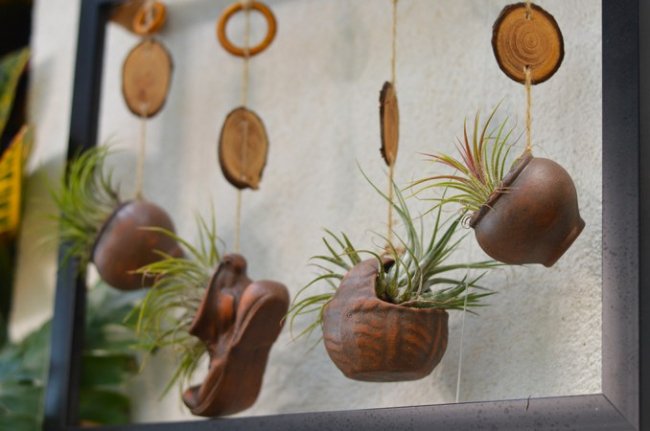 Бананове дерево, екзотичні пальми, фікуси, маракуї: у волинській школі учні створили зимовий сад. ФОТО