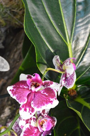 Бананове дерево, екзотичні пальми, фікуси, маракуї: у волинській школі учні створили зимовий сад. ФОТО