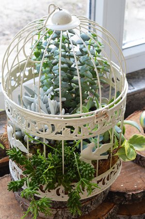 Бананове дерево, екзотичні пальми, фікуси, маракуї: у волинській школі учні створили зимовий сад. ФОТО