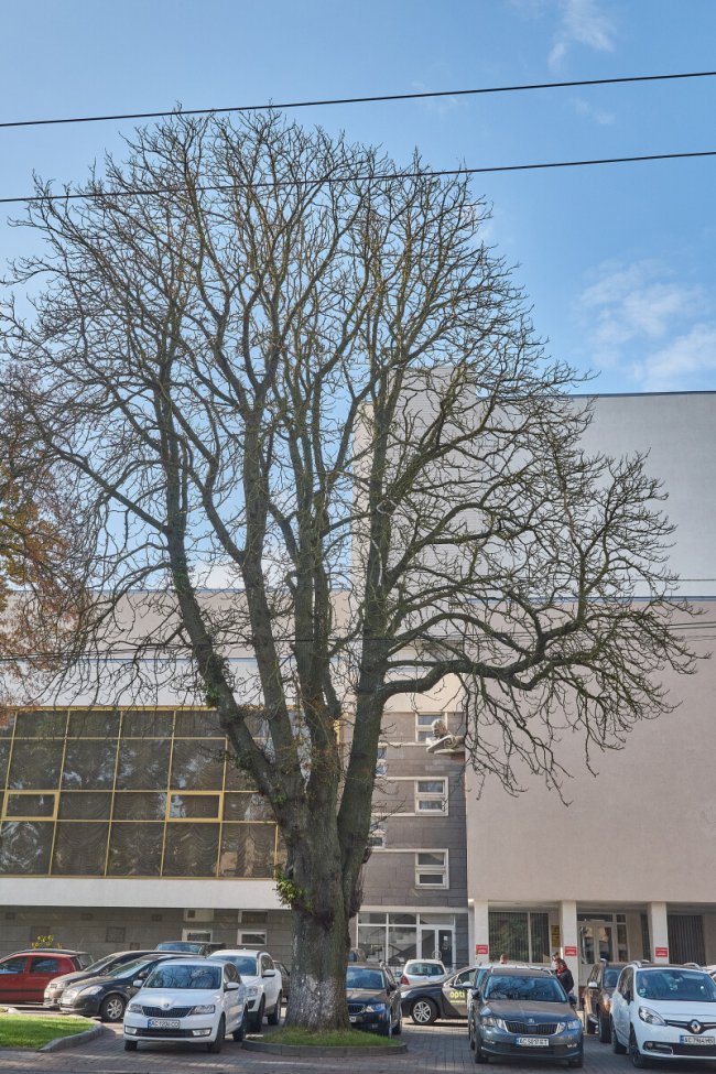 У Луцьку на Театральному майдані зріжуть дерева. ФОТО