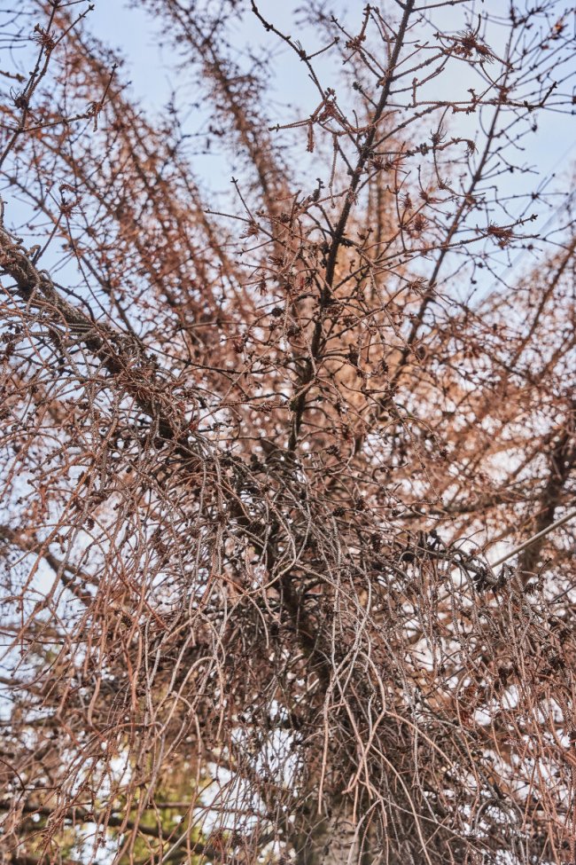 У Луцьку на Театральному майдані зріжуть дерева. ФОТО