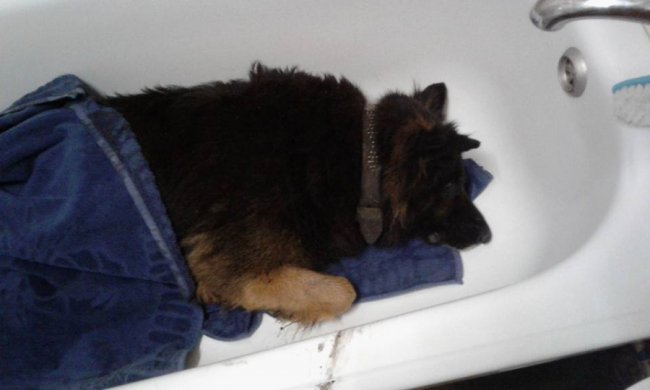 У Нововолинську авто збило вівчарку. Шукають господарів тварини