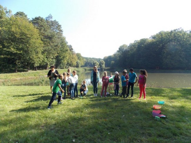 Дітлахи на Волині заготовляють жолуді древнього дуба. ФОТО