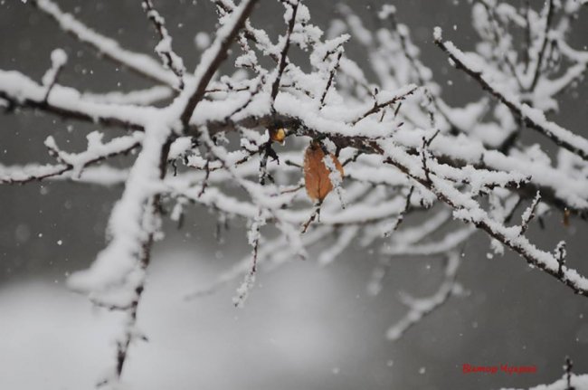 Фотограф показав засніжений Луцьк
