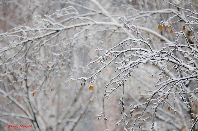Фотограф показав засніжений Луцьк