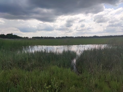 Шацький нацпарк оновив екологічну стежку «Три озера»