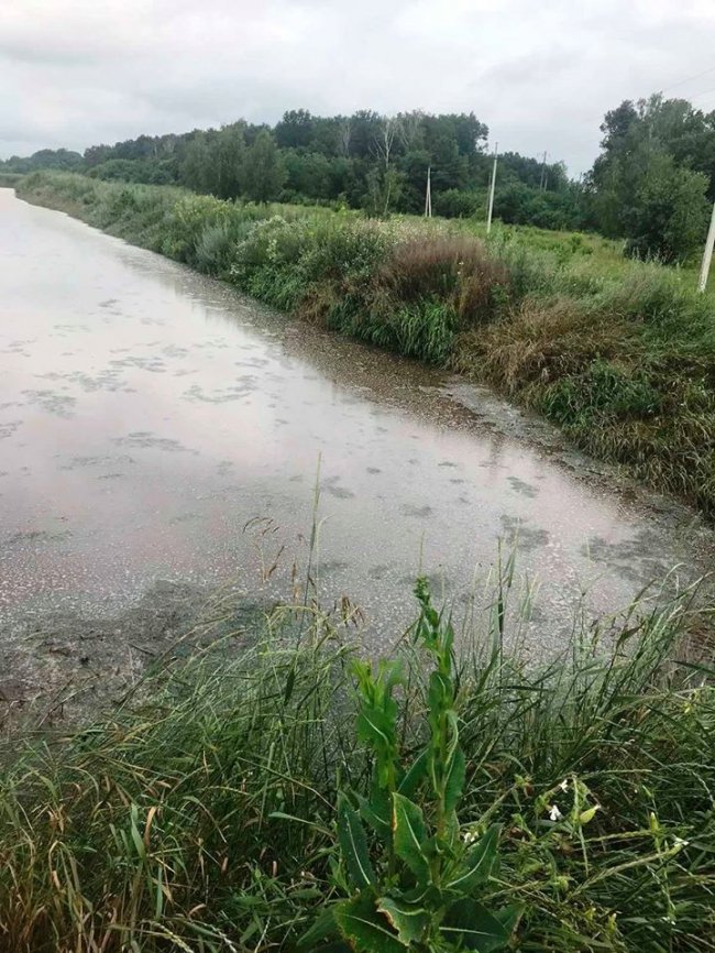 Нові джерела смороду: поблизу Луцька виявили поля зі зливами Рожищенського сирзаводу