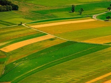 Повідомили, скільки коштуватиме гектар української землі