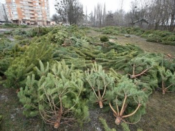 Назвали суми штрафів, які доведеться заплатити волинянам за незаконно зрубані ялинки