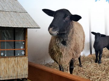 Шопка із живими ягнятами і святкові вогні: частину промислової вулиці у Луцьку перетворили на яскраву локацію