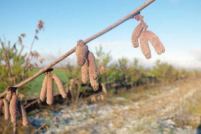 Волинянин, який майже 20 років працював прикордонником, вирощує фундук та «адамове» дерево