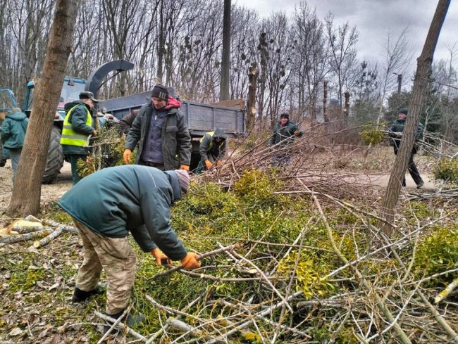 У Луцьку через паразитів зрізають дерева у одному зі скверів. ВІДЕО