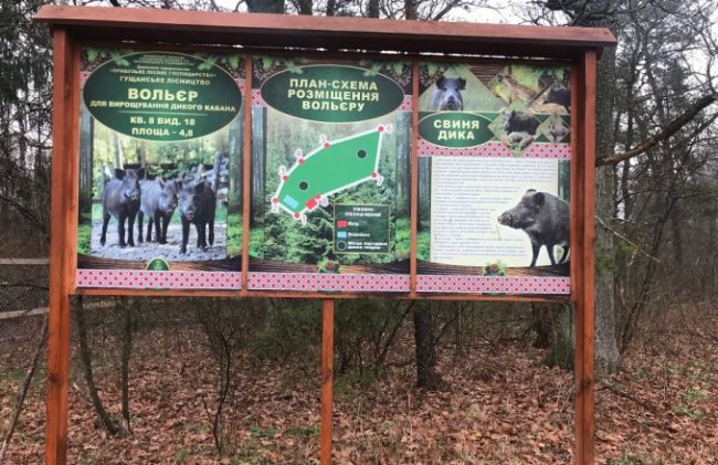 На Волині збудували нові вольєри для диких кабанів