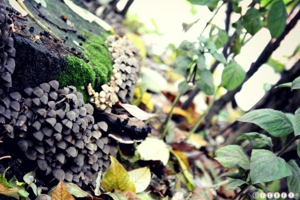 Фотовиставка Олександри Містюк