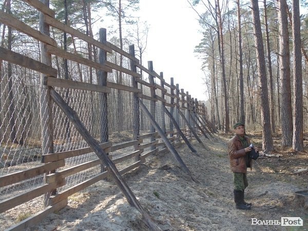В лісі на Волині знайшли рештки зубра. ФОТО