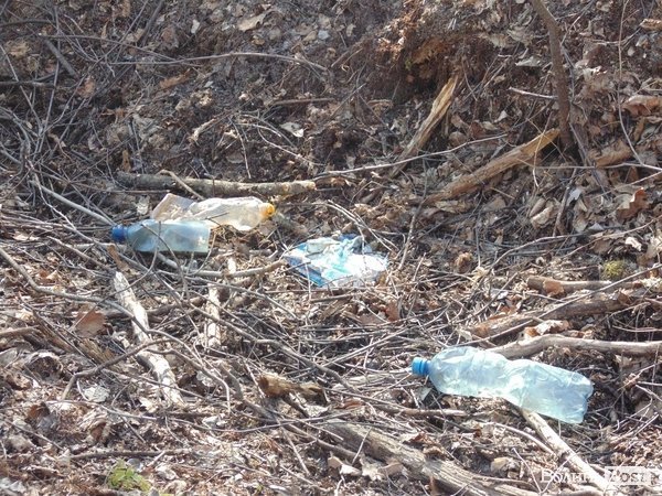 В лісі на Волині знайшли рештки зубра. ФОТО