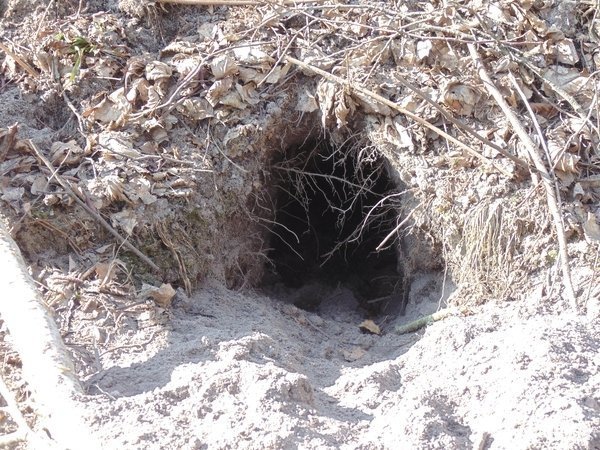 В лісі на Волині знайшли рештки зубра. ФОТО