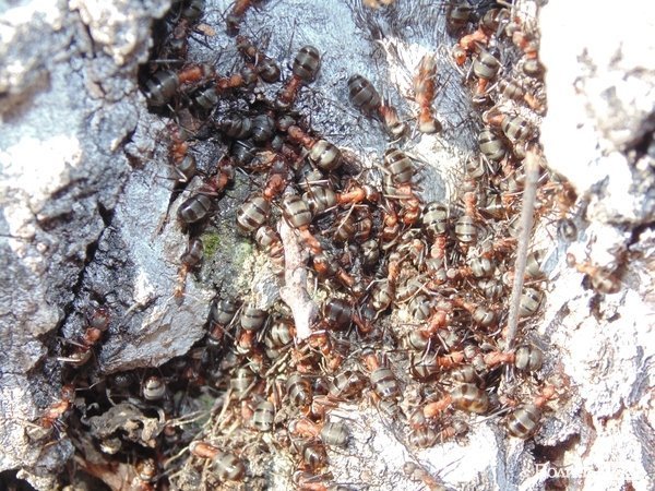 В лісі на Волині знайшли рештки зубра. ФОТО