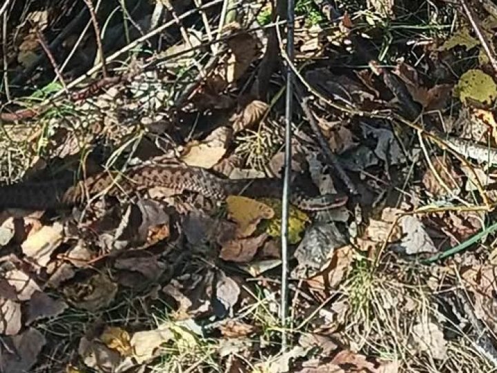 Досі не впали у сплячку: у лісах Волині грибники масово зустрічають змій