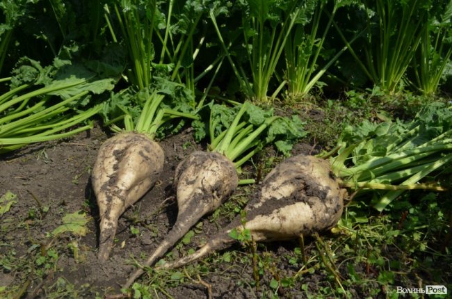 На Волині вирощують гігантські буряки. ФОТО