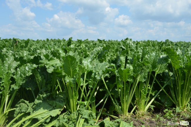 На Волині вирощують гігантські буряки. ФОТО