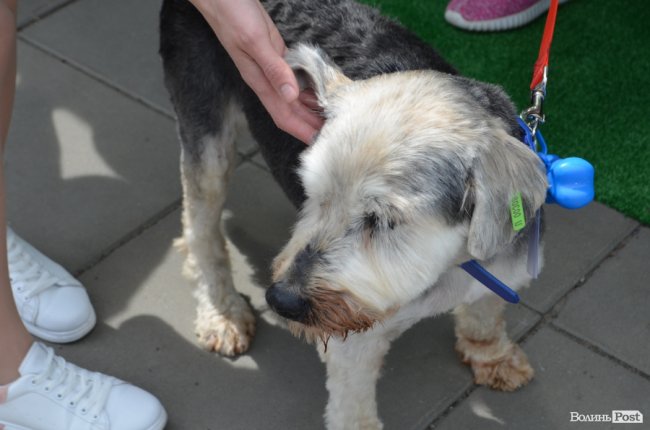 Фестиваль «Мокрі носики» біля луцького «Променя»: як безпритульним пухнастикам шукали дім. ФОТО