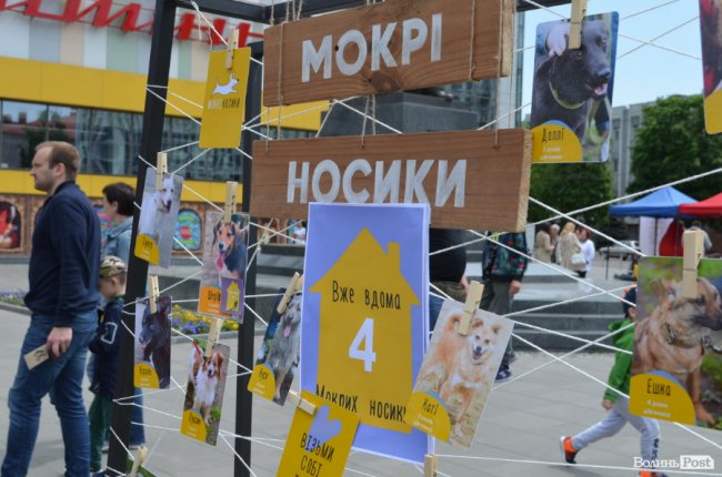 Фестиваль «Мокрі носики» біля луцького «Променя»: як безпритульним пухнастикам шукали дім. ФОТО