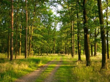 На Волині хотіли «вкрасти» майже 2 гектари лісу, вартістю понад 2 мільйони