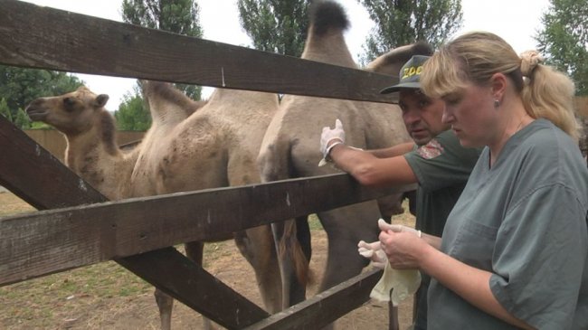 У Луцькому зоопарку тварин оглянули київські ветеринари. ФОТО