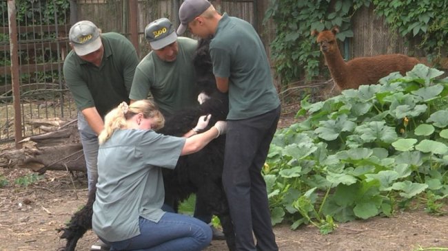У Луцькому зоопарку тварин оглянули київські ветеринари. ФОТО