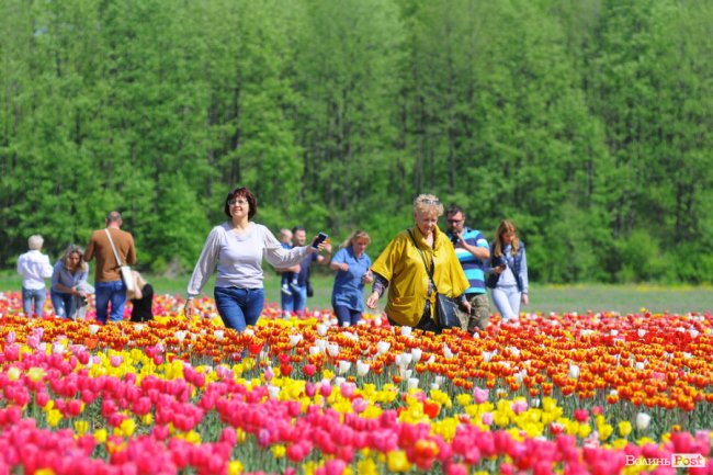 Мільйони тюльпанів і сотні гостей: день поля у «Волинській Голландії». ФОТО