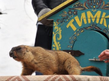 Харківський бабак Тимко напророкував пізню весну