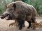 «Не сійте паніку»: на Волині більше немає африканської чуми свиней