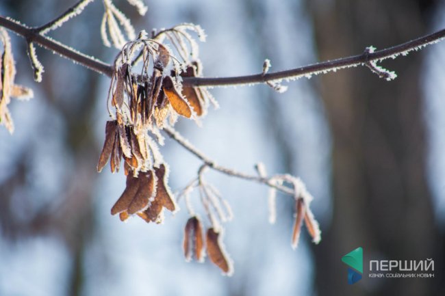 Мерехтливий сніг і кришталевий іній: Луцьк опинився у морозному полоні. ФОТО