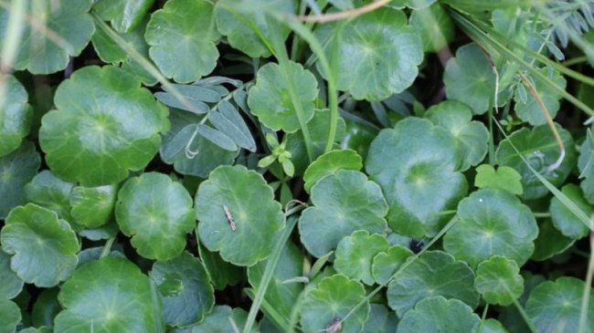 На Волині виявили червонокнижні рослини