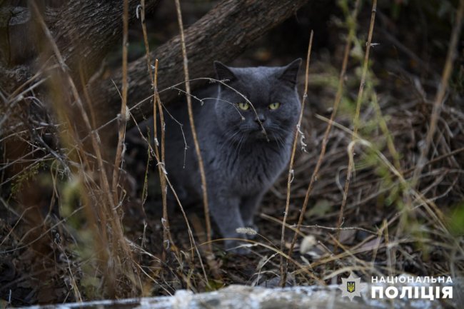 Поліція рятує домашніх тварин у вщент зруйнованому Оріхові