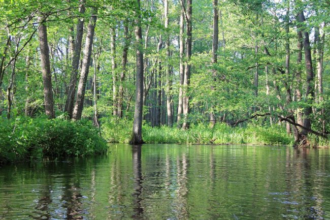 Волинський фотограф показав красу «високої води» річки Стохід. ФОТО