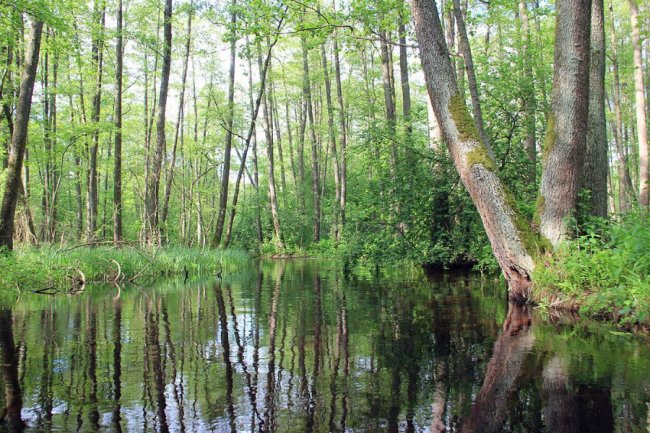 Волинський фотограф показав красу «високої води» річки Стохід. ФОТО