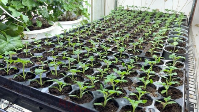 300 тисяч насінин за сезон: подружжя з Волині поділилися секретами вирощування розсади