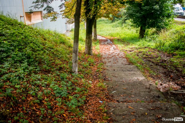 Літній листопад: чому «лисіють» луцькі каштани. ФОТО
