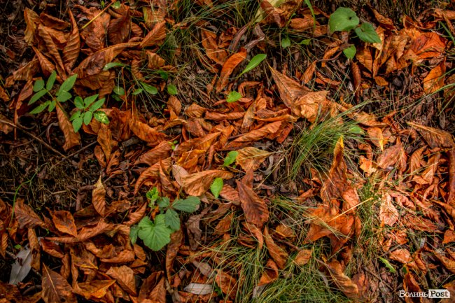 Літній листопад: чому «лисіють» луцькі каштани. ФОТО