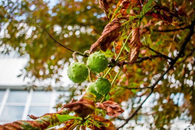 Літній листопад: чому «лисіють» луцькі каштани. ФОТО